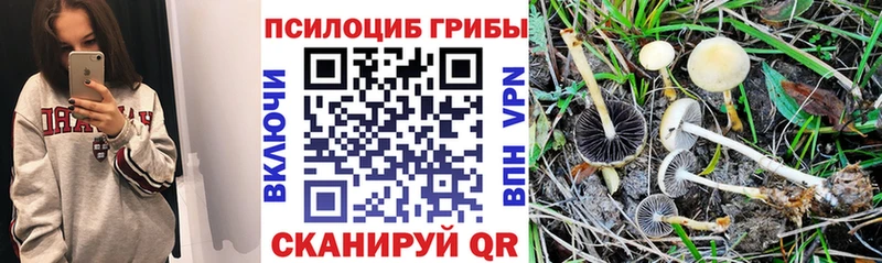 блэк спрут зеркало  Очёр  Псилоцибиновые грибы Magic Shrooms 